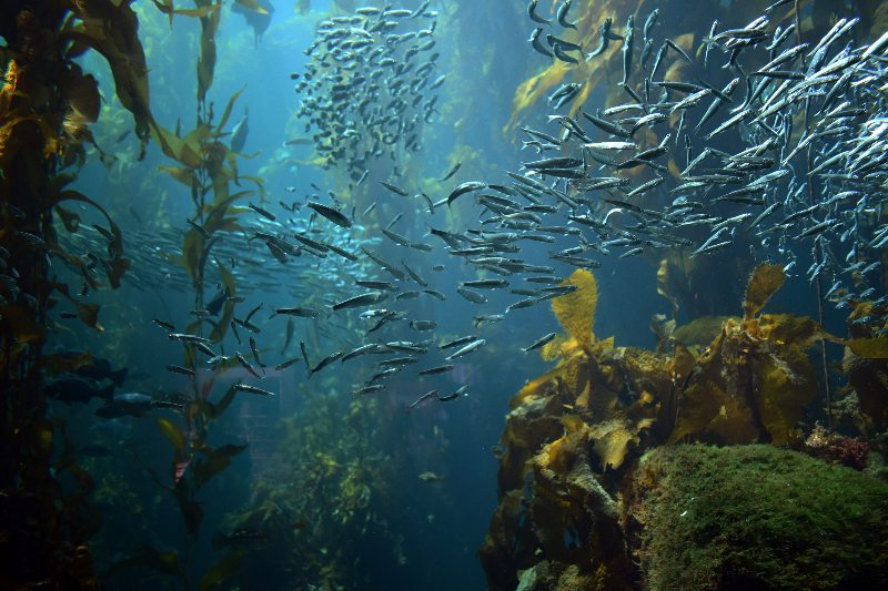 La tecnología avanzada puede ayudar proteger la biodiversidad en los océanos.