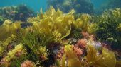 Las algas marinas pueden ayudar a salvar la agricultura en la tierra.