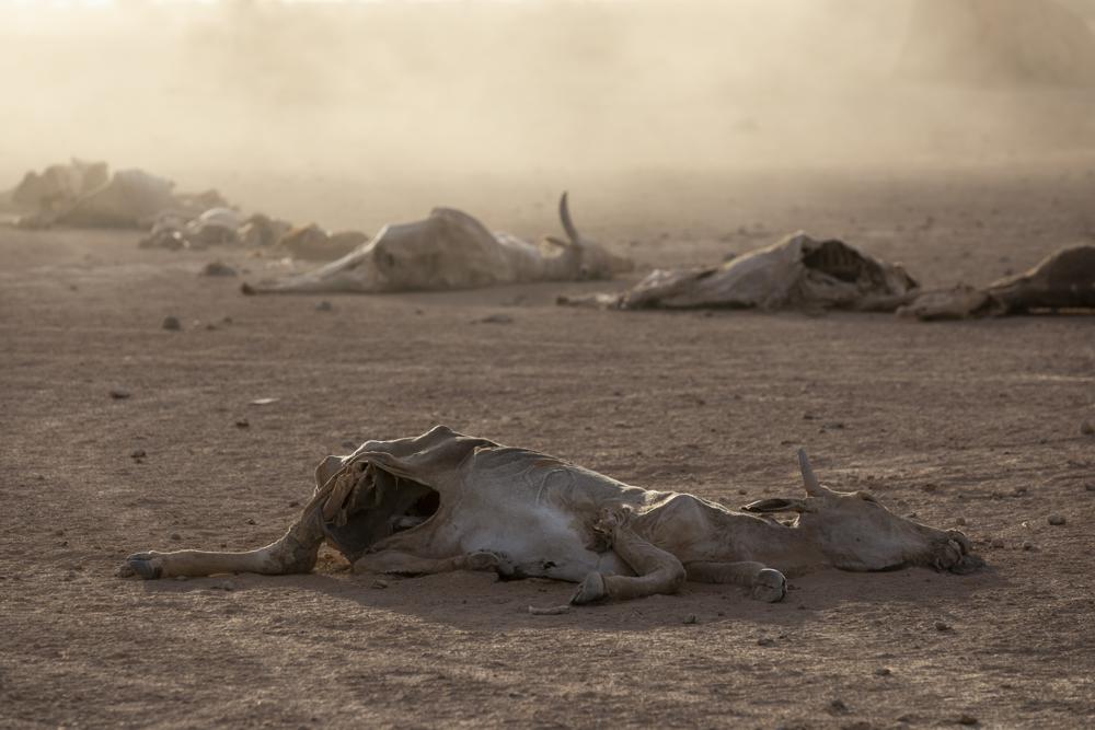 Animales de ganado y salvajes mueren debido a la sequía.