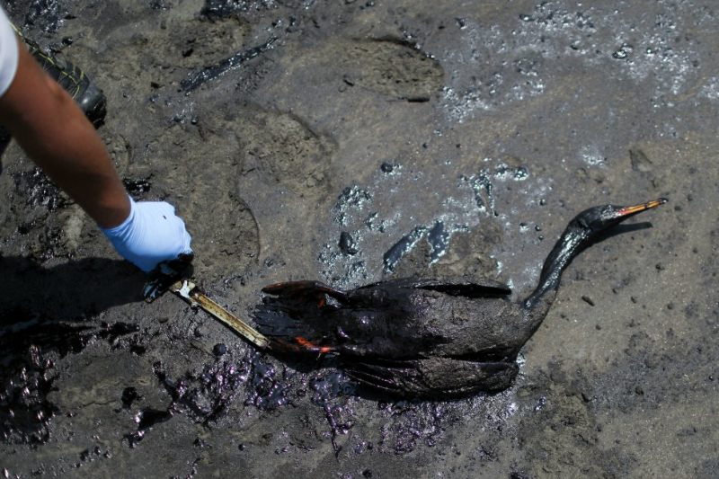Especies marinas en Perú sufre consecuencias del derrame de petróleo