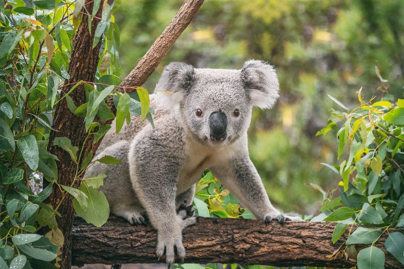 Australia ha declarado oficialemente a la especie en peligro de extinción
