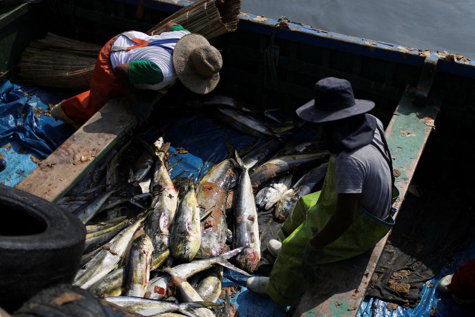 Pescadores recolectando peces después del derrame de petróleo. - Foto Pilar Olivares/Reuters