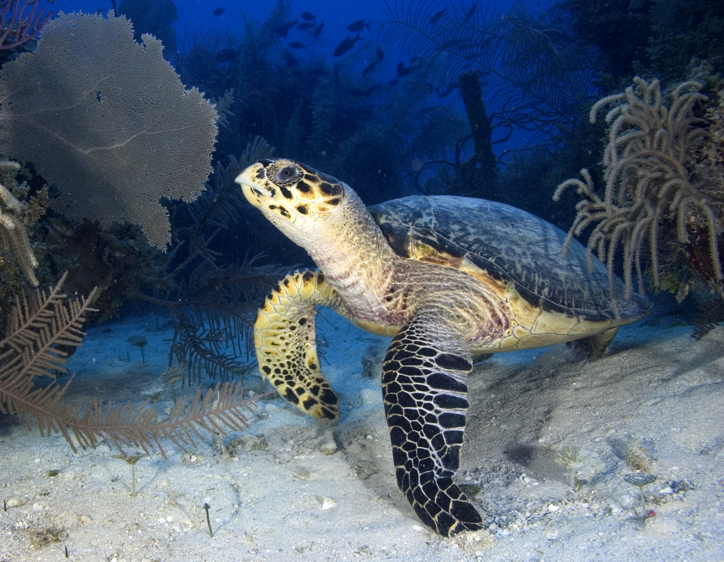Especies de tortugas en peligro de extinción se encuentran en esta área protegida. - Foto Noel Lopez/WCS