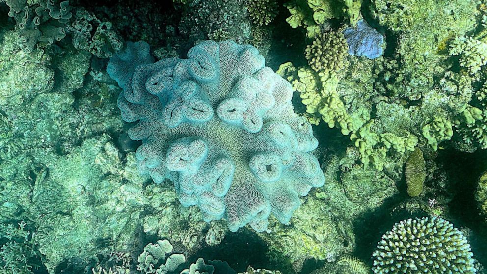 Los corales se estresan por olas de calor marinas y el sol intenso. - Foto Glenn Nicholls/AFP/Getty
