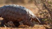 La fauna africana será el tema principal en la Conferencia Mundial sobre la Vida Silvestre