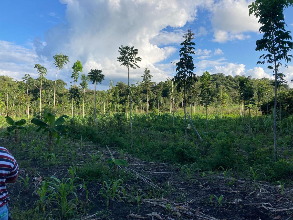 Proyecto de restauración en Guatemala - Foto Rainforest Alliance Guatemala