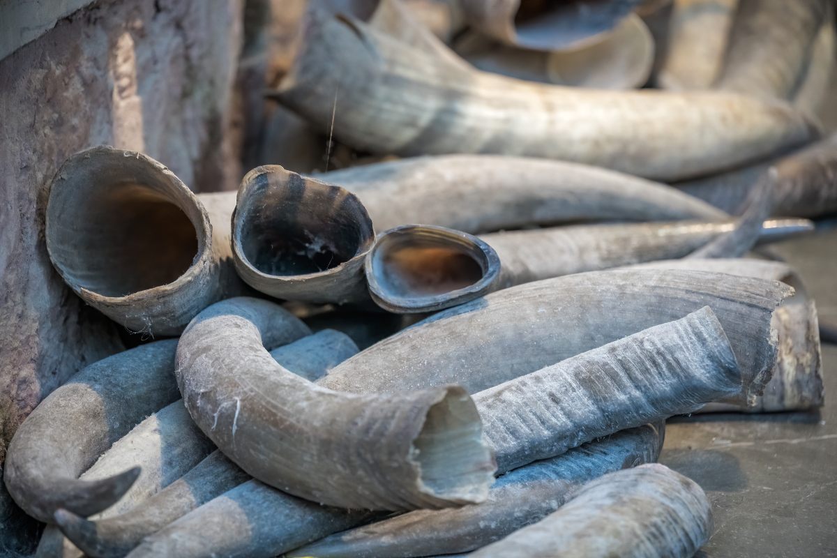 Tráfico ilegal de colmillos de elefante. - Foto  pawopa3336/Getty
