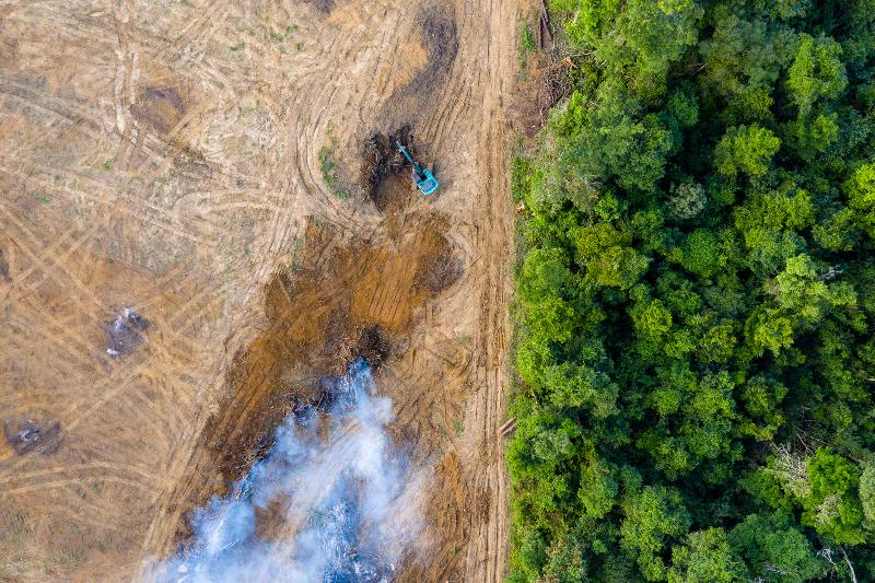 Deforestación de bosques continúa a pesar de las promesas de COP 26