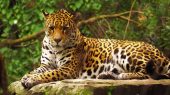 Ahora puedes ver al jaguar en realidad aumentada en Google.