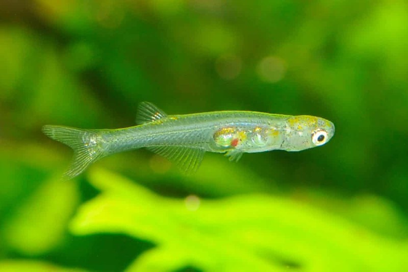 Científicos descubren más de 200 especies de peces de agua dulce.