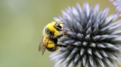 6 consejos para ayudar a las abejas.