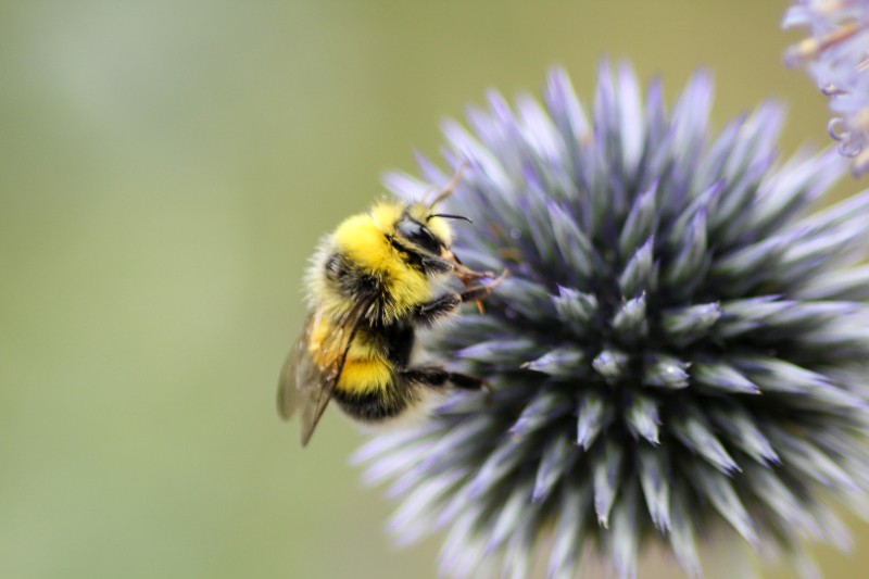 6 consejos para ayudar a las abejas.