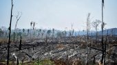 La amazonía está siendo silenciada por la deforestación.