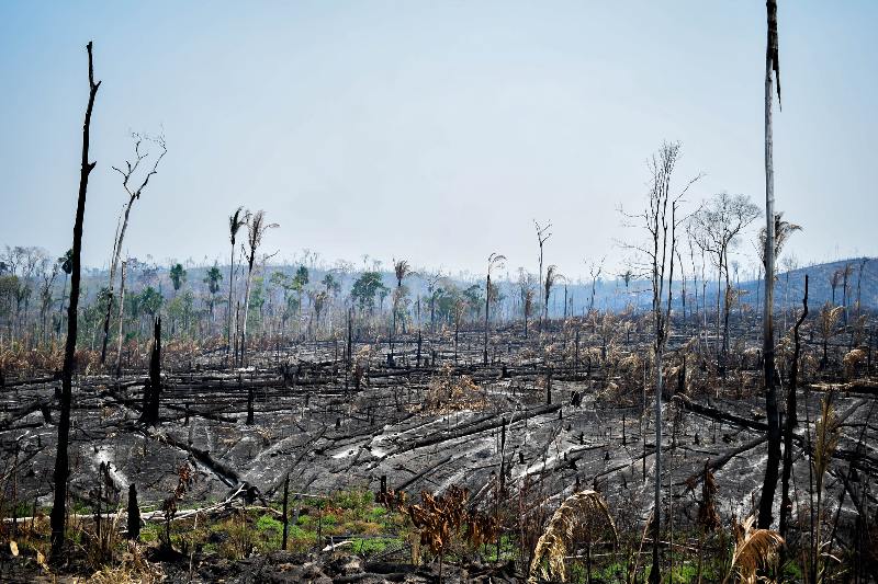 La amazonía está siendo silenciada por la deforestación.