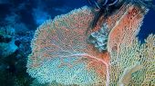 Algunos corales vulnerables se expanden con el calentamiento del mar.