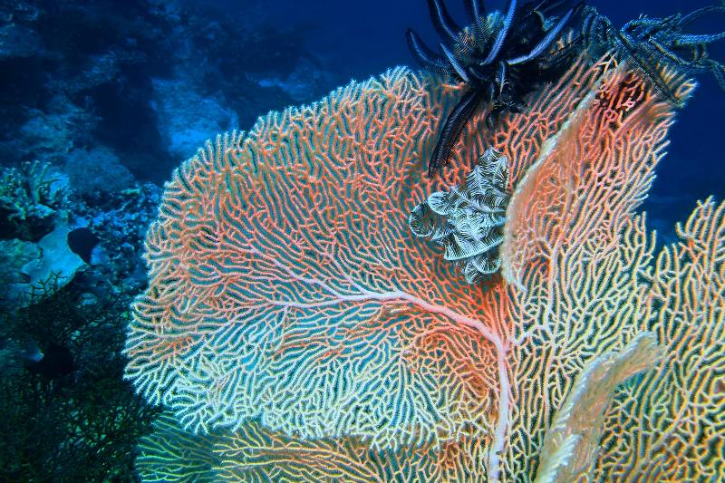 Algunos corales vulnerables se expanden con el calentamiento del mar.