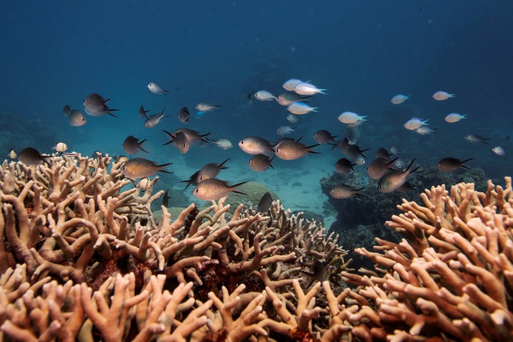 Especies marinas se están quedando sin oxígeno. - Foto Reuters