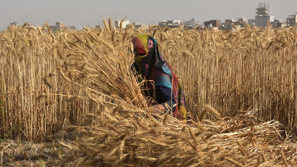 Plantación de trigo en India bajo altas temperaturas. - Foto Vipin Kumar | Hindustan Times | Getty Images
