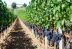 Burdeos ha reducido sus emisiones en la producción de vino.