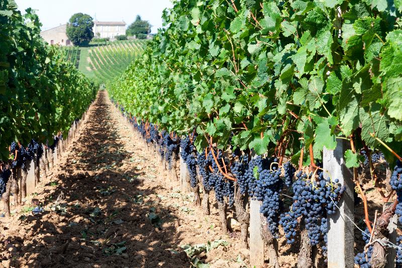 Burdeos ha reducido sus emisiones en la producción de vino.