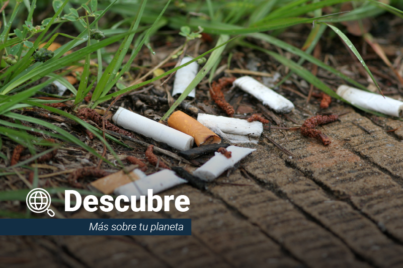 Estas son las consecuencias ambientales que tiene la contaminación por colillas de cigarro en el ambiente.