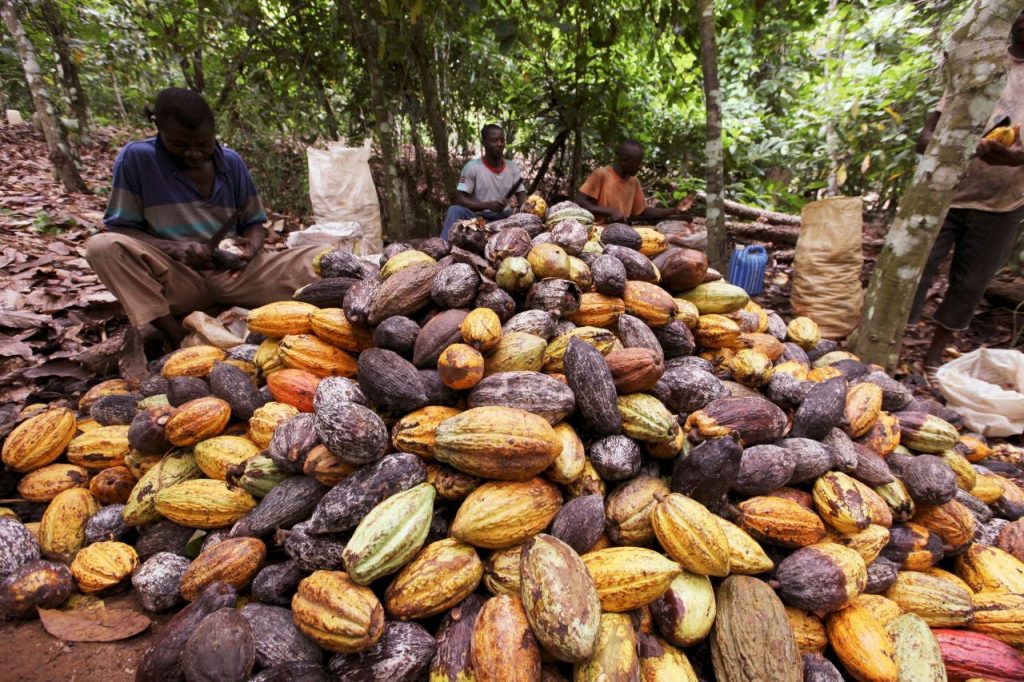 Cultivos de cacao en África - Foto Luc Gnago/Reuters