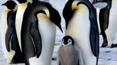 China se opone a esfuerzos por proteger a los pinguinos emperador