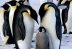 China se opone a esfuerzos por proteger a los pinguinos emperador