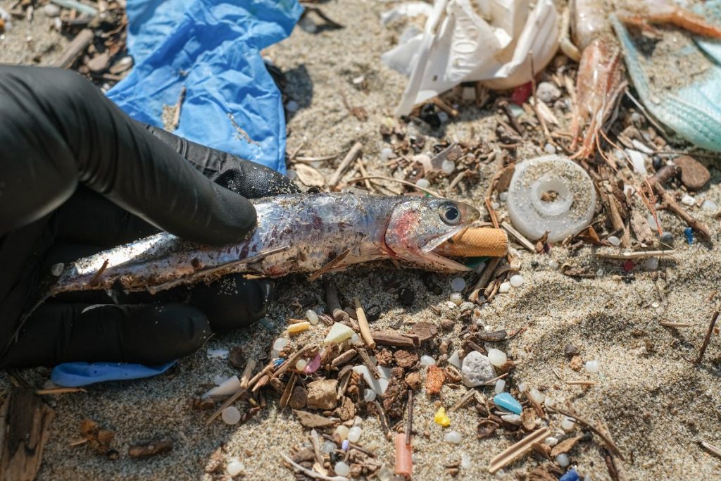Vida marina intoxicada por residuos de colillas de cigarro - Foto Neurone89/Gettyimages