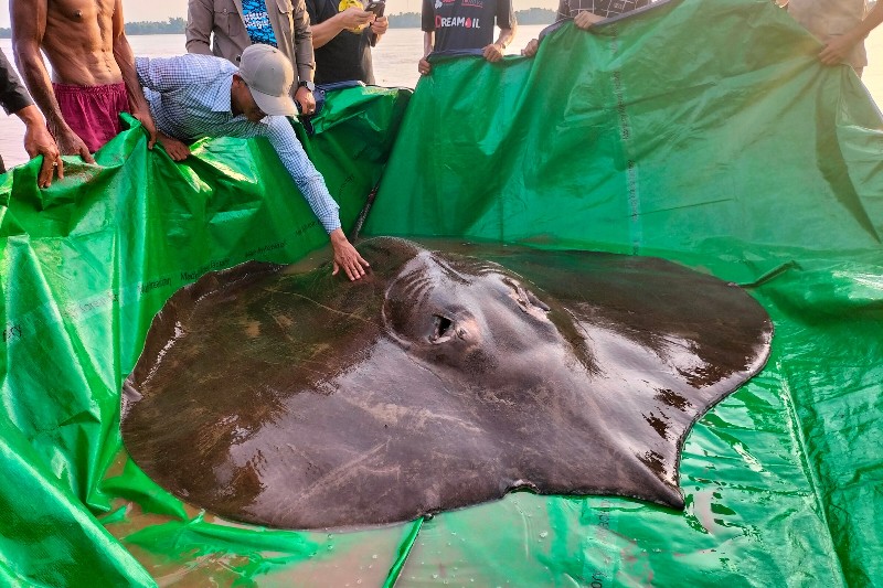 El pez de agua dulce más grande del mundo ha sido encontrado en Camboya.