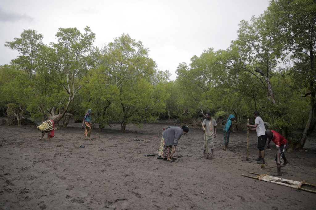 Miembros del movimiento "Manglares Juntos" plantando árboles de manglares - Foto Brian Inganga/AP