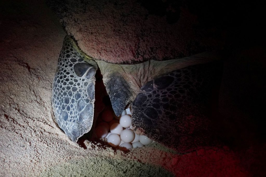 Tortuga marina elige sitio de anidación seguro de los peligros del cambio climático. - Foto Alexandre Meneghini/Reuters