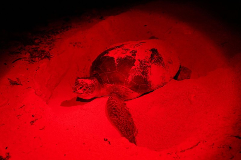 El cambio climático está afectando la supervivencia de las tortugas marinas.