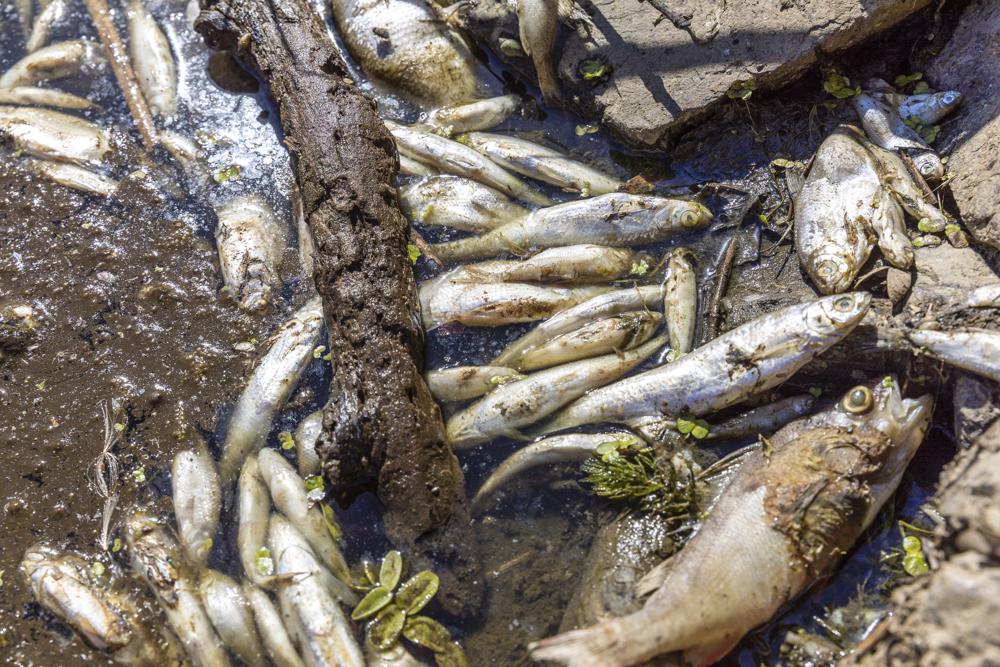 Peces muertos en la orilla del Río Order en Polonia. - Foto Frank Hammerschmidt/AP