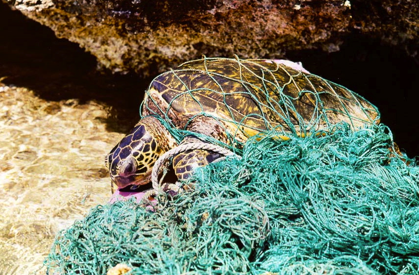 Muchos animales quedan atrapados en redes abandonadas y terminan creciendo con malformaciones o muriendo. - Foto NOAA