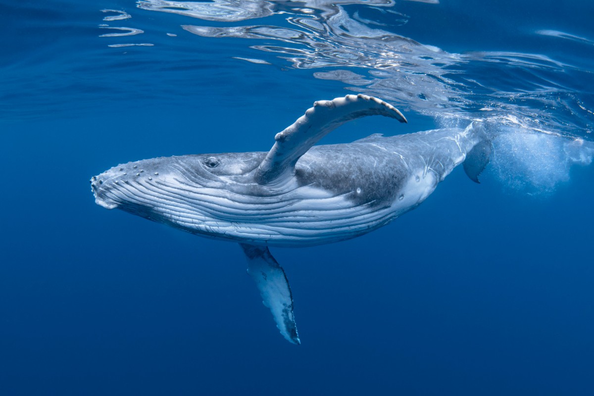 El estudio encontró que varias especies de ballenas consumían millones de partículas de microplástico al día. - Foto Craig Lambert/Gettyimages