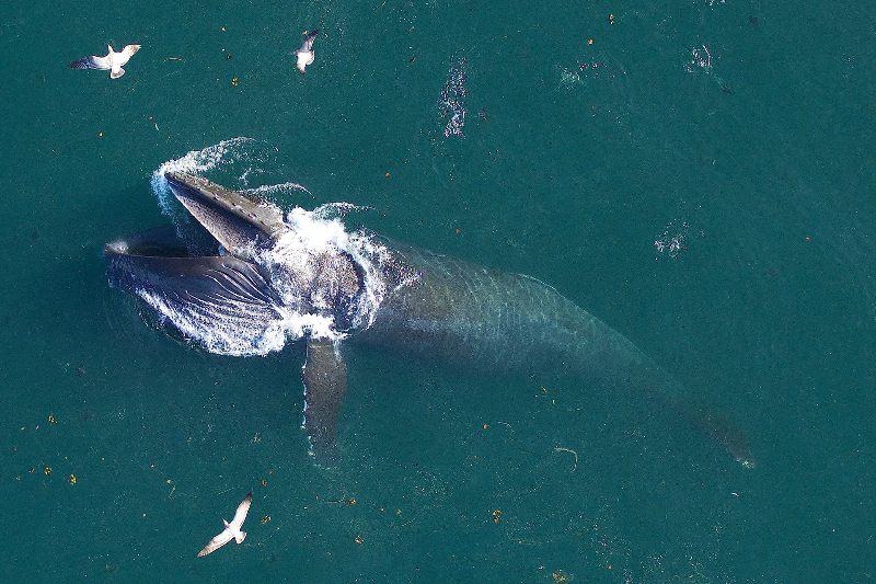 Las ballenas consumen millones de partículas de microplásticos al día.