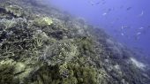 Australia se opone al estatus de "en peligro" de la gran barrera de coral