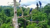 Nuevo proyecto para proteger los bosques críticos en Mesoamérica.