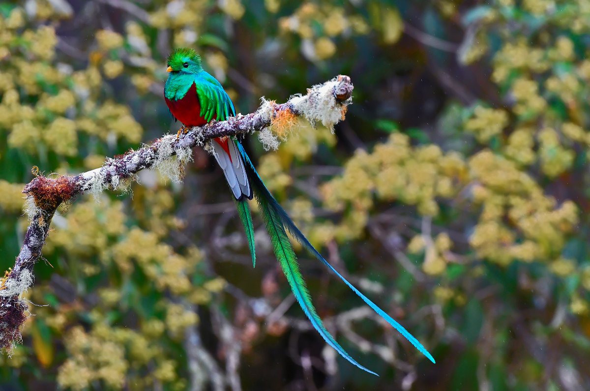 Aves como el quetzal solo se pueden encontrar en las selvas de Centro América. - Foto webguzs/Gettyimages