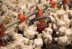 Virus como la gripe aviar se están saliendo del control de los científicos.