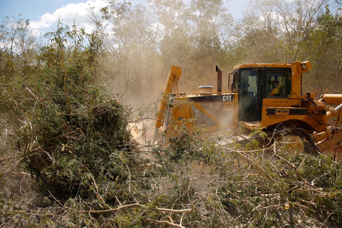 Destrucción de ecosistemas en el paso del tren maya - Foto Jose Luis Gonzalez/Reuters