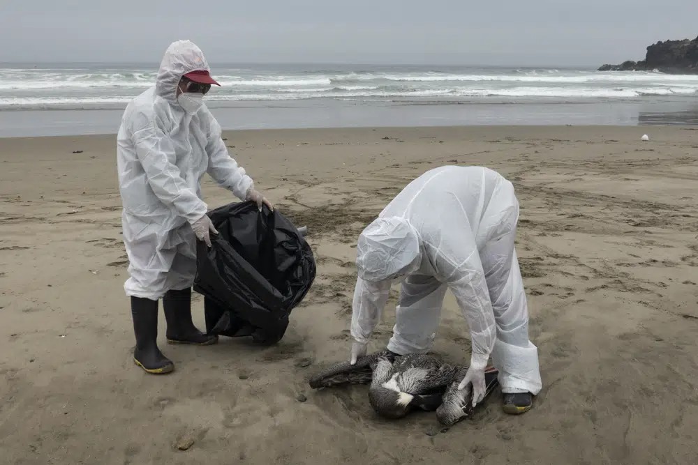 Pelícanos infectados por gripe aviar en playas de Perú. - Foto Guadalupe Pardo/AP