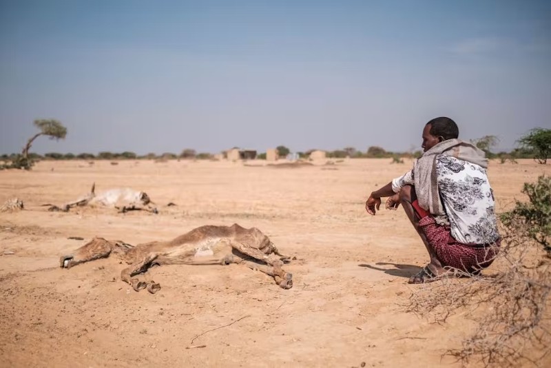 La sequía ha matado a millones de personas y animales en el Cuerno de África.
