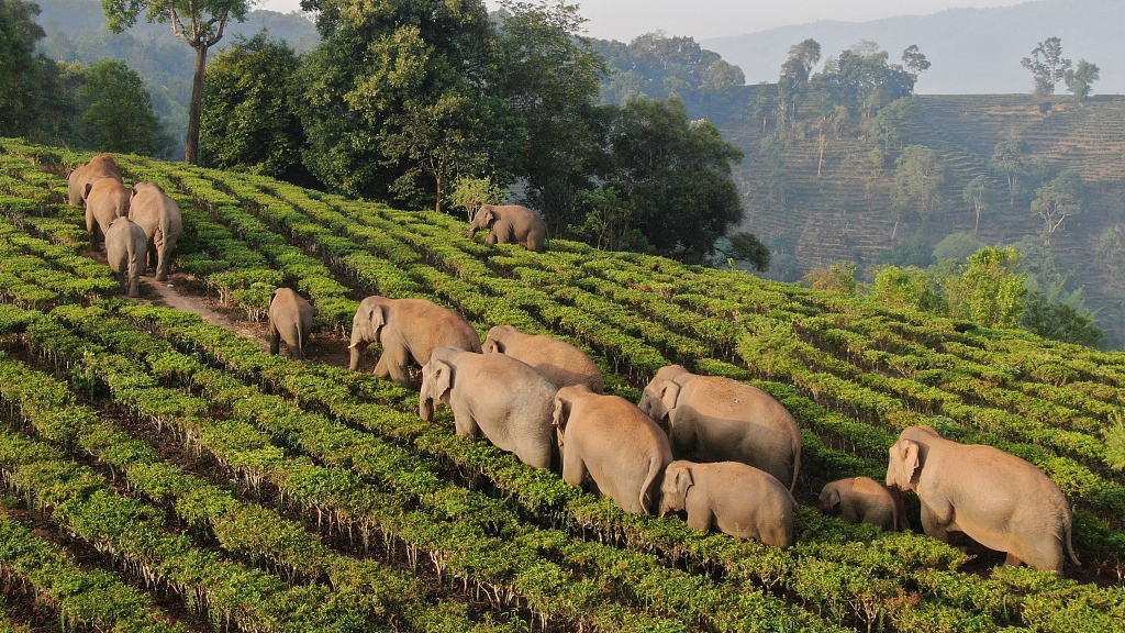 Elefantes invadiendo cultivos en China. - Foto VCG