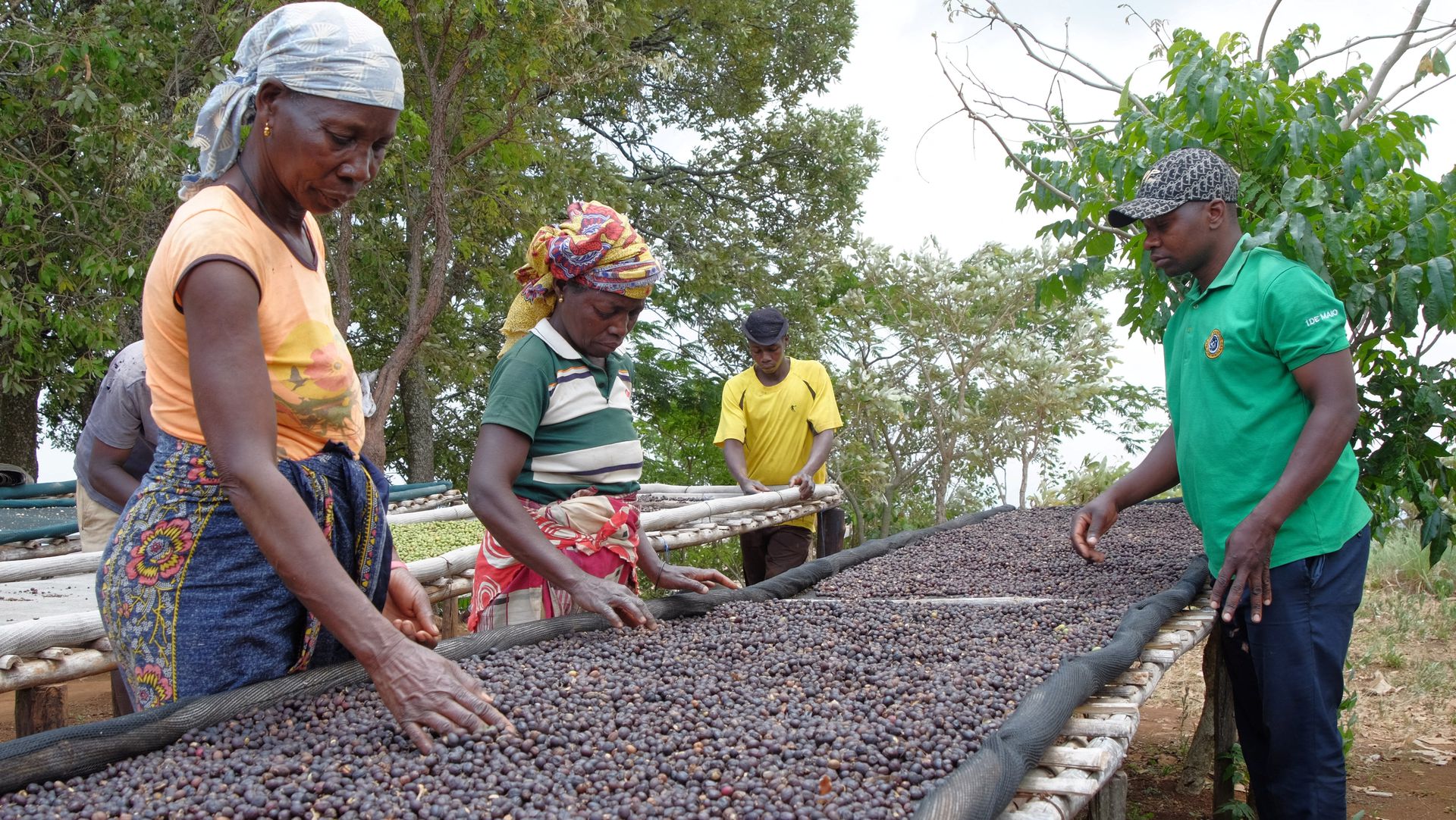 Productores de café en Mozambique. - Foto  Emidio Jozine/Reuters