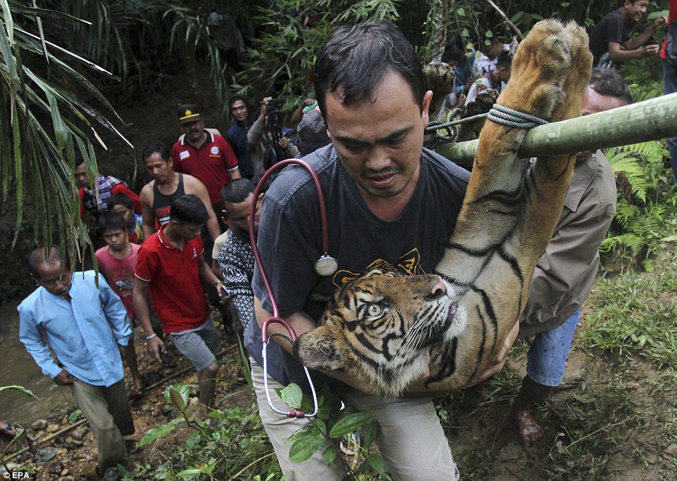 La deforestación en Sumatra ha provocado que los tigres emigren a comunidades cercanas. - Foto EPA