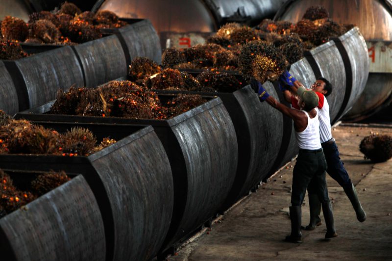 Los cultivos de aceite de palma están complicándose.