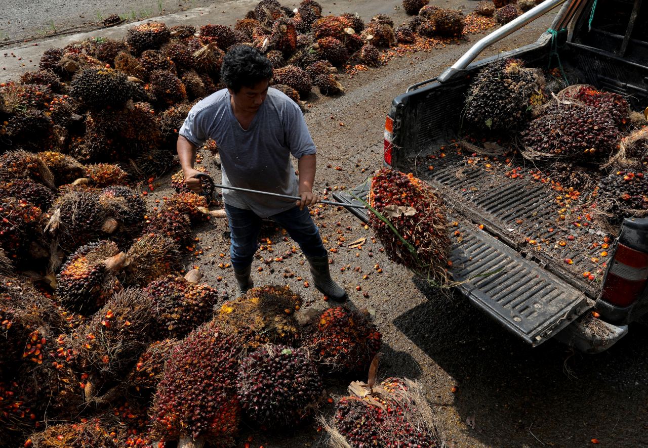 Plantaciones de aceite de palma en Malasia. - Foto Hasnoor Hussain/Reuters