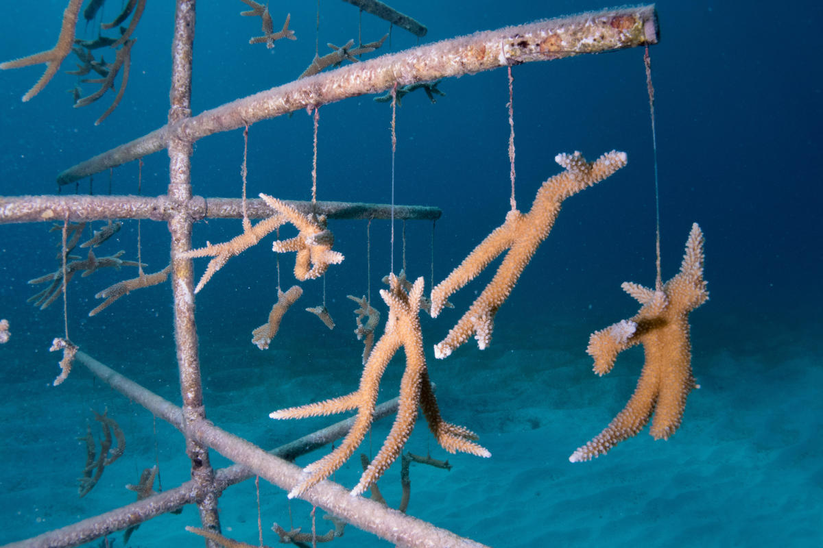 Estructuras de arrecifes platadas en el océano. - Foto Ocean-Shot